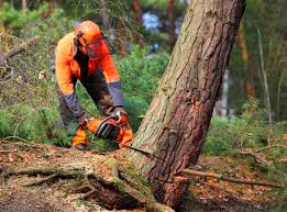 Best Arborist Consultation Services  in Brent, AL