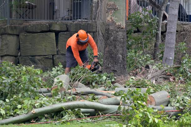 Best Storm Damage Tree Cleanup  in Brent, AL