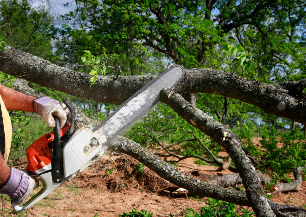 Best Tree Disease Treatment  in Brent, AL